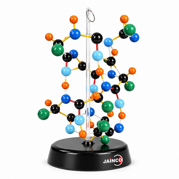 Protein Model